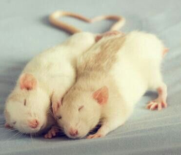 I ratti tra loro se soffrono lo avvertono: la nuova ricerca