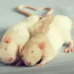 I ratti tra loro se soffrono lo avvertono: la nuova ricerca