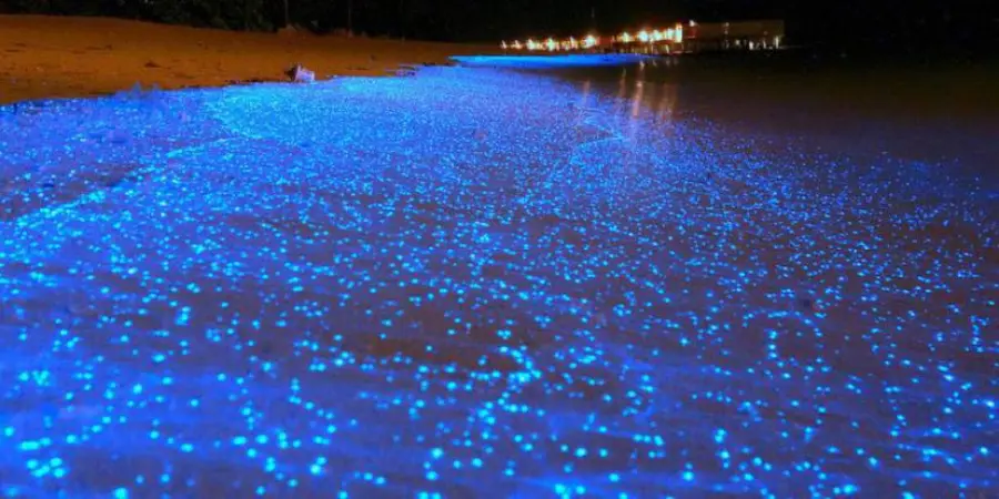 L'acidità del mare rende luminosi gli animali che lo vivono: lo studio