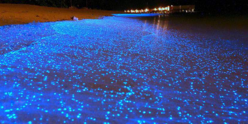L'acidità del mare rende luminosi gli animali che lo vivono: lo studio