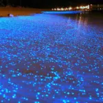 L'acidità del mare rende luminosi gli animali che lo vivono: lo studio