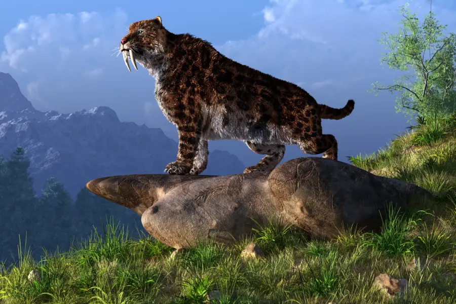 Lo sviluppo delle tigri coi denti a sciabola oggetto di un nuovo studio