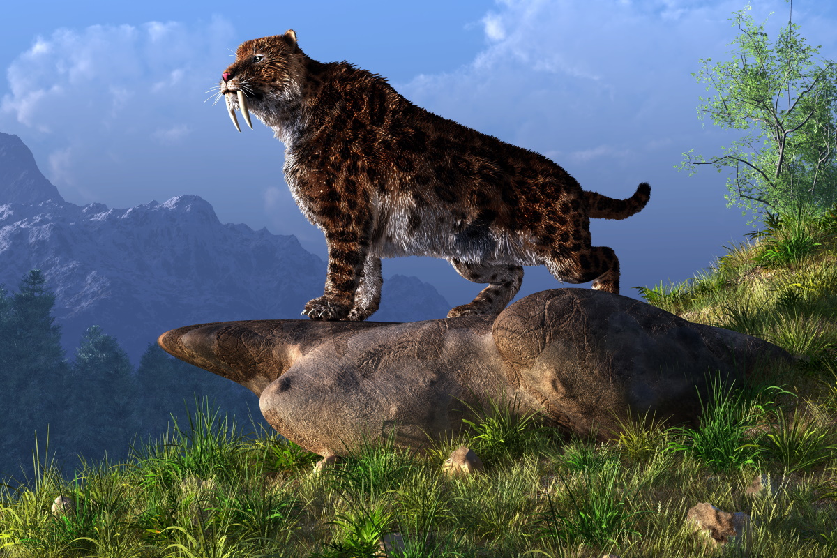 Lo sviluppo delle tigri coi denti a sciabola oggetto di un nuovo studio