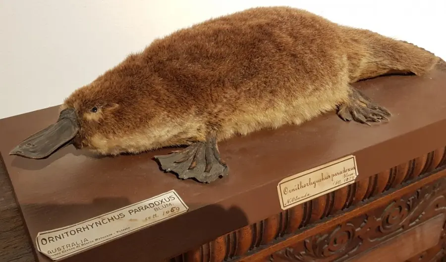 Studiata la composizione anatomica dell'ornitorinco: le novità emerse