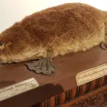 Studiata la composizione anatomica dell'ornitorinco: le novità emerse