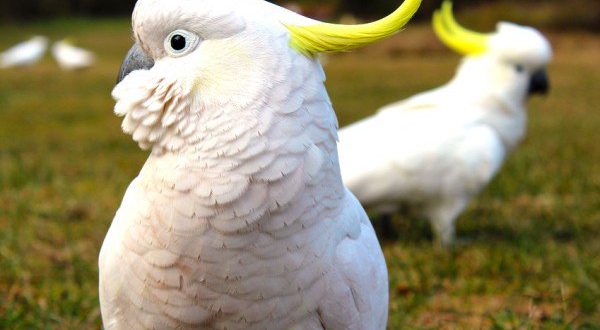 Cacatua a rischio estinzione: lo studio