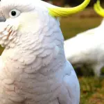 Cacatua a rischio estinzione: lo studio
