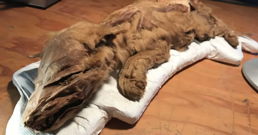 Rinvenuta mummia di cucciolo di lupo in Camada: le ipotesi degli esperti