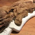 Rinvenuta mummia di cucciolo di lupo in Camada: le ipotesi degli esperti