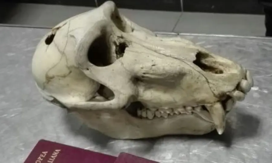 Forse davvero è esistita la terra di Punt: la spiegazione dello studio