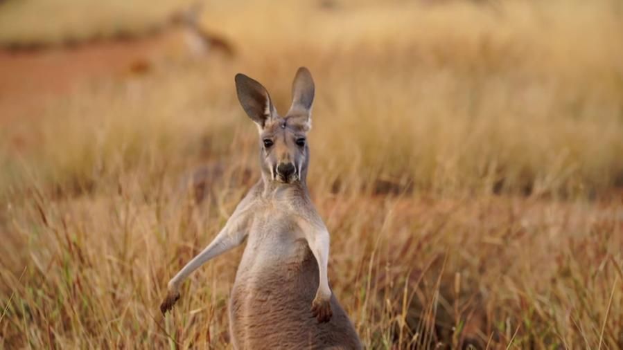 I canguri rispondono alla comunicazione con l'uomo: lo studio