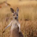 I canguri rispondono alla comunicazione con l'uomo: lo studio