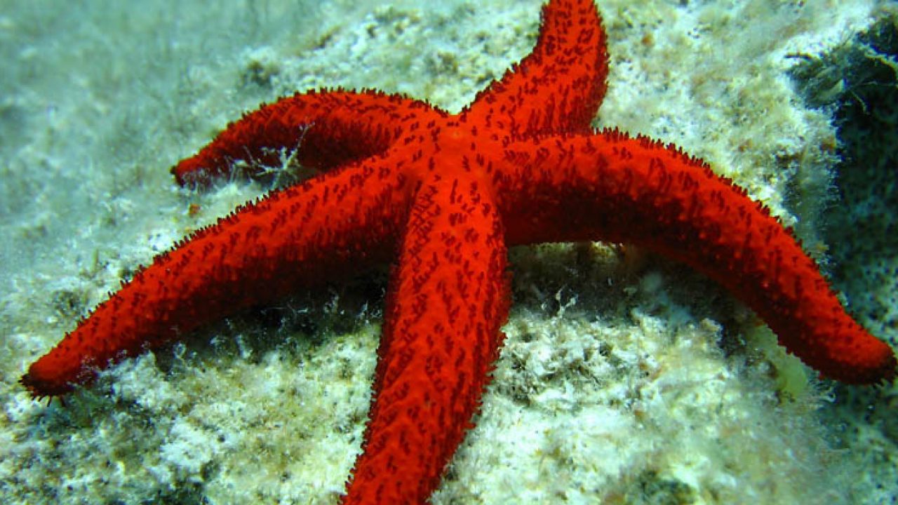 Sessualità degli animali: dall'analisi delle stelle marine emerse interessanti novità