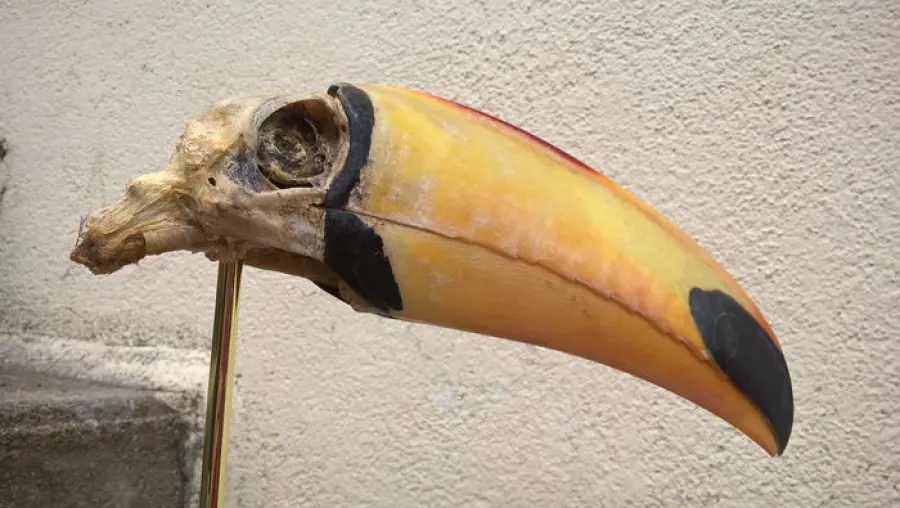 Ritrovato il cranio di un animale risalente all’epoca dei dinosauri