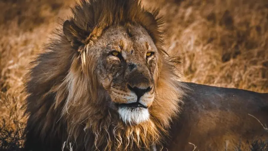 Gli studiosi osservano il comportamento del predatori e traggono soluzioni interesanti per la specie