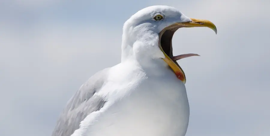 Gabbiani animali intelligenti.  A dirlo è uno studio
