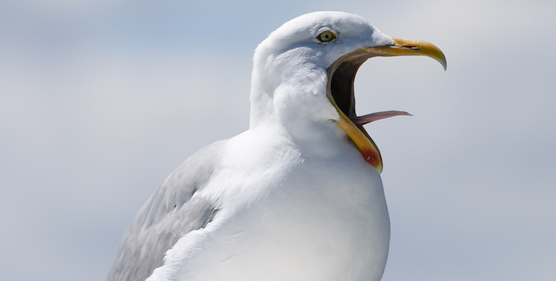 Gabbiani animali intelligenti.  A dirlo è uno studio
