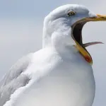 Gabbiani animali intelligenti.  A dirlo è uno studio