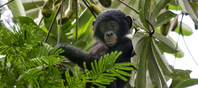 Combattimento animale: gli scienziati ne studiano la portata