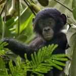 Combattimento animale: gli scienziati ne studiano la portata