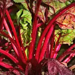 Bietole, i benefici per la salute