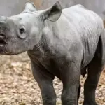 Nato un nuovo rinoceronte bianco: festa nel Resort