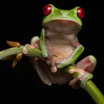 Studio su anfibi estinti spiega come questi si nutrivano