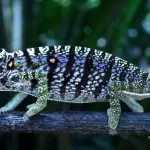 Scoperti esemplari di camaleonte di Voeltzkowi