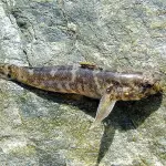 Delicatezza e tatto anche nei pesci: lo studio sui ghiozzi