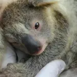 Economia asutraliana in bilico a causa del cambiamento climatico