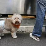 Cani e umani: svelato un rapporto millenario dagli studiosi