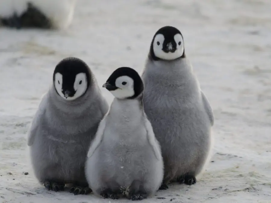 I pinguini osservati dai droni: l’intenzione dei ricercatori per preservare la specie