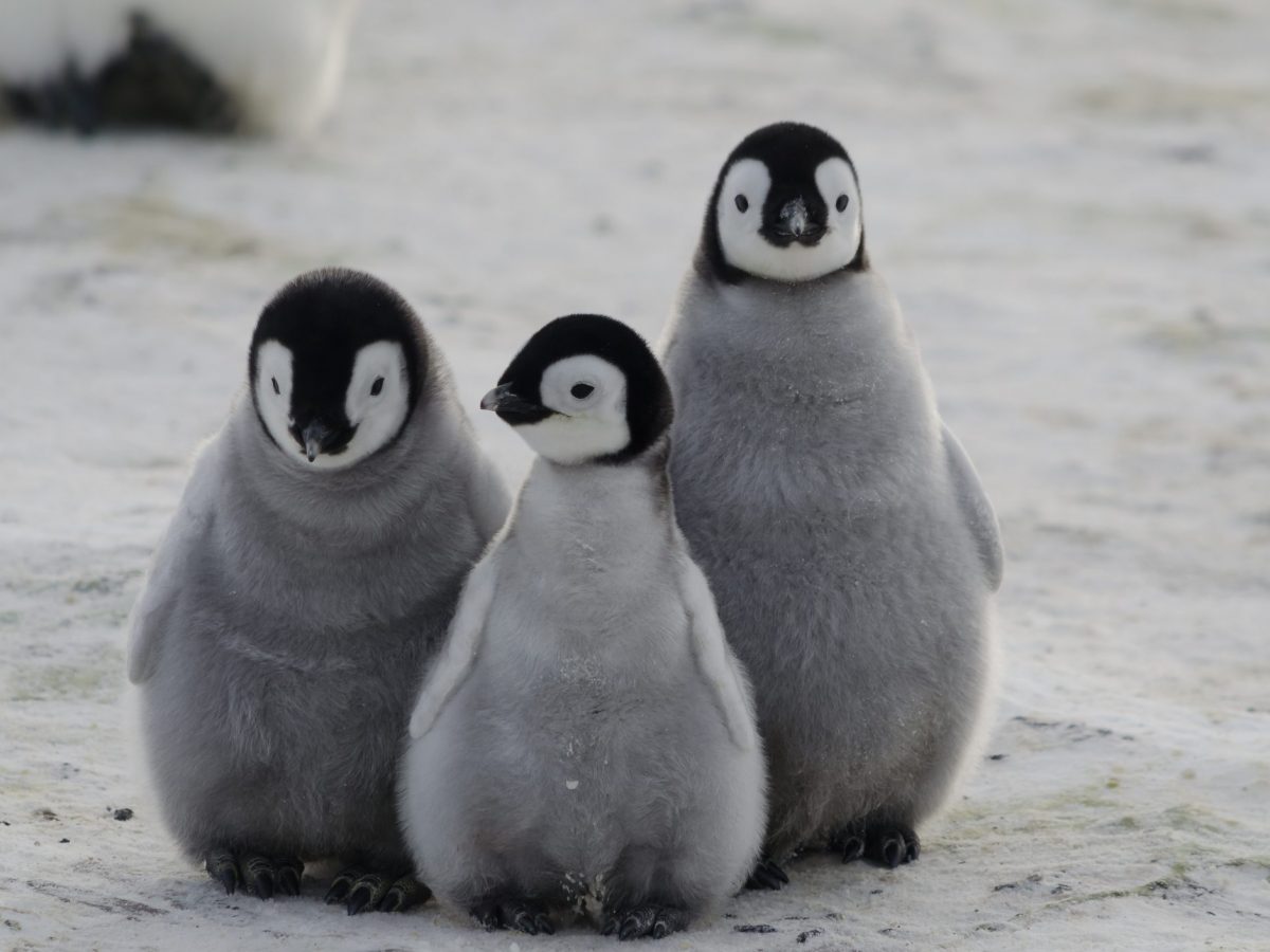 I pinguini osservati dai droni: l’intenzione dei ricercatori per preservare la specie