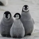 I pinguini osservati dai droni: l’intenzione dei ricercatori per preservare la specie