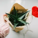 L'aloe vera è l'unico rimedio naturale davvero benefico