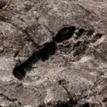 Trovate orme vecchie di 12 mila anni: le deduzioni degli studiosi