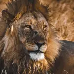 Gli animali predatori che vivono vicino agli uomini preferiscono carne umana