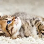 Ammiccare ai gatti aiuta a fare amicizia con loro