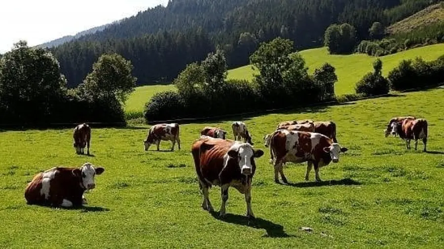 Cambiamento climatico: il bestiame malato emette più agenti inquinanti