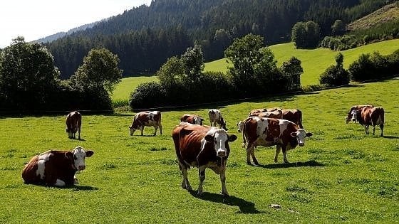 Cambiamento climatico: il bestiame malato emette più agenti inquinanti