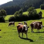 Cambiamento climatico: il bestiame malato emette più agenti inquinanti