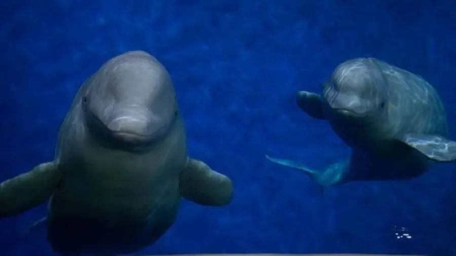 Balene beluga salvate da uno zoo nuotano felici nell'oceano