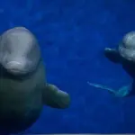 Balene beluga salvate da uno zoo nuotano felici nell'oceano