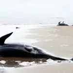 Balene morte nel mare australiano: strage di massa mai vista