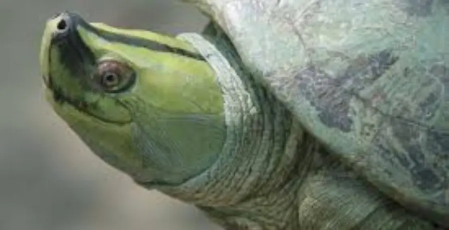 Tartaruga con il sorriso salvata dall'estinzione