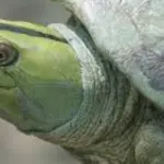 Tartaruga con il sorriso salvata dall'estinzione