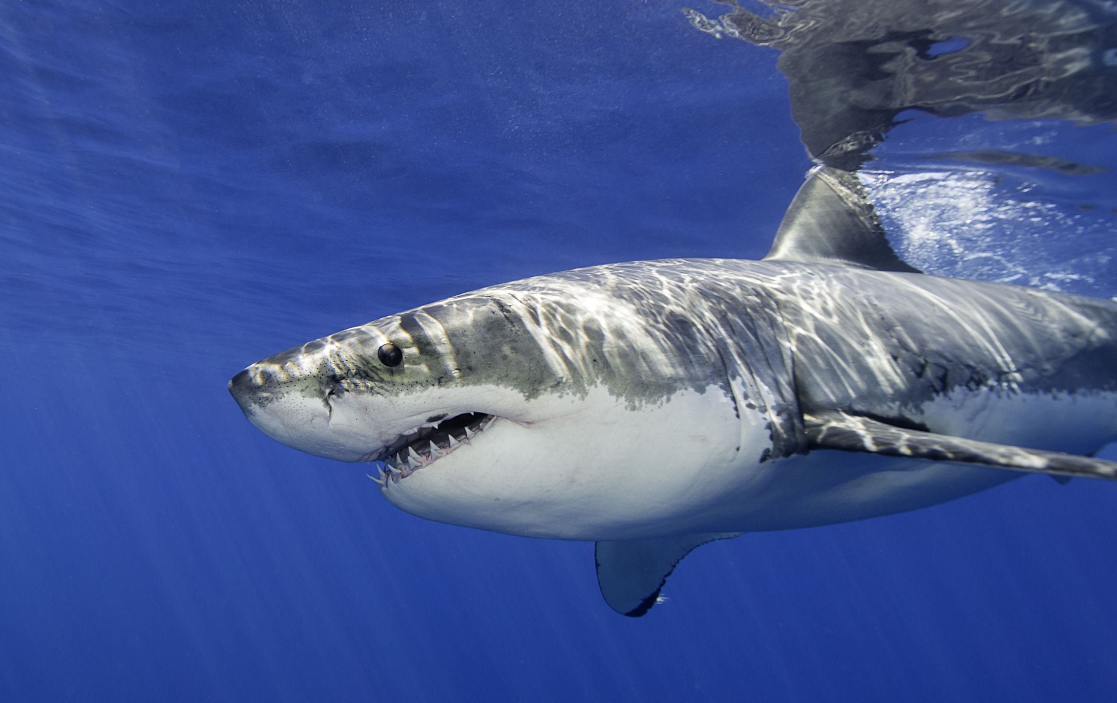 Gli squali sono stati allontanati dalla barriera corallina a causa della pesca