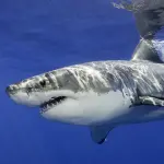 Gli squali sono stati allontanati dalla barriera corallina a causa della pesca