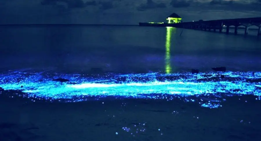 Onde blu in California: effetto ottenuto grazie al plancton