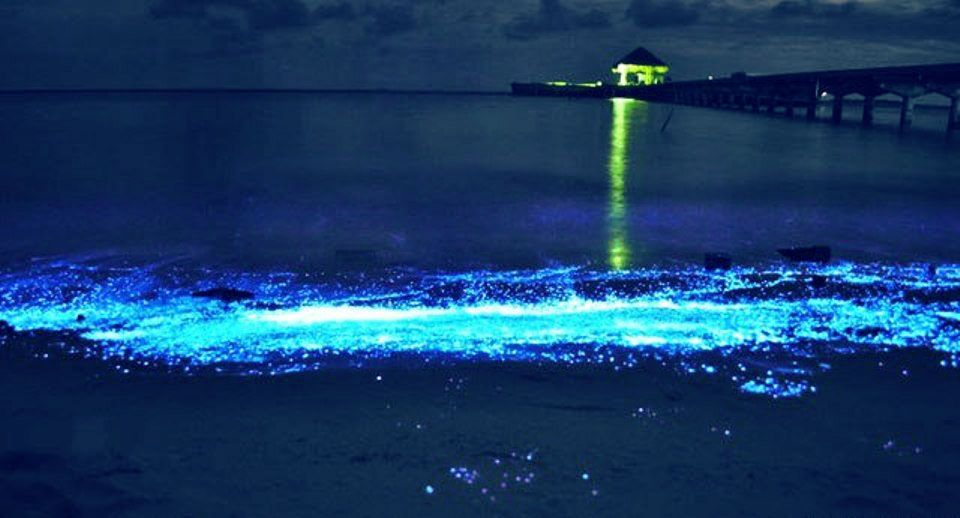 Onde blu in California: effetto ottenuto grazie al plancton